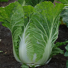 Atsuko Chinese cabbage 